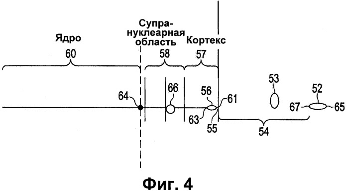 Система для осуществления квазиупругого рассеяния света и/или сканирования флуоресцентного лиганда в глазу субъекта (патент 2503399)