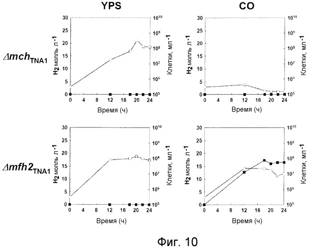 Новые гидрогеназы, выделенные из thermococcus spp., гены, кодирующие эти гидрогеназы, и способы продуцирования водорода с использованием микроорганизмов, содержащих указанные гены (патент 2499831)