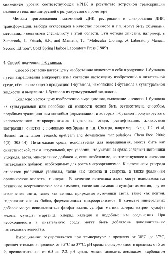 Бактерия - продуцент 1-бутанола и способ получения 1-бутанола (патент 2431672)