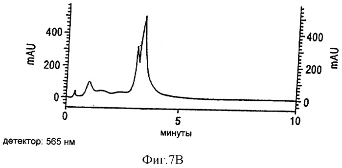 Способ и устройство для получения фикоэритрина с высокой оптической плотностью (патент 2315094)