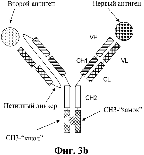 Биспецифические антитела (патент 2573588)