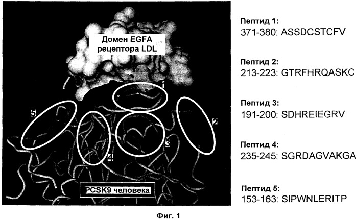 Вакцина против pcsk9 (патент 2538162)