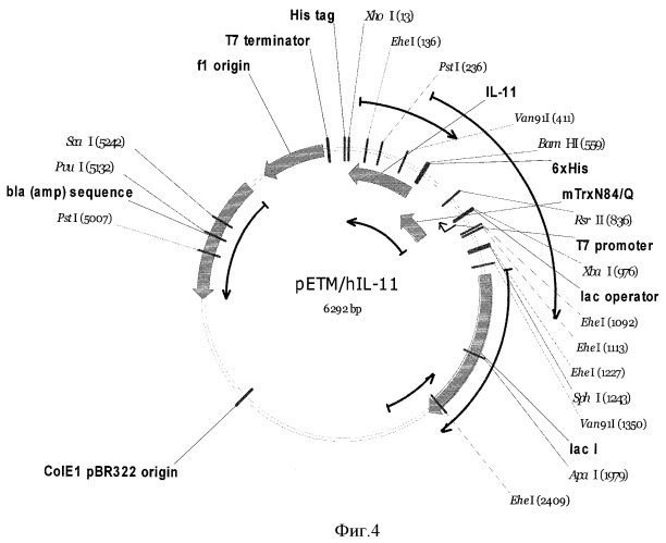 Рекомбинантная плазмидная днк pet32m/mtrx-rhil-11, кодирующая интерлейкин -11 человека, способ ее получения и штамм escherichia coli bl21(de3)/pet32m/mtrx-rhil-11 - продуцент рекомбинантного интерлейкина-11 (патент 2426787)