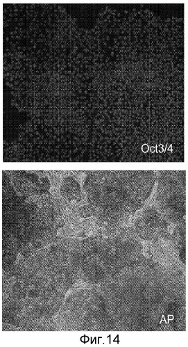 Дифференцировка человеческих эмбриональных стволовых клеток (патент 2473685)