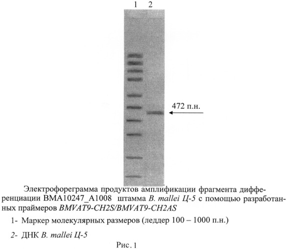 Олигонуклеотидные праймеры для генотипирования b. mallei методом полимеразной цепной реакции (патент 2474617)