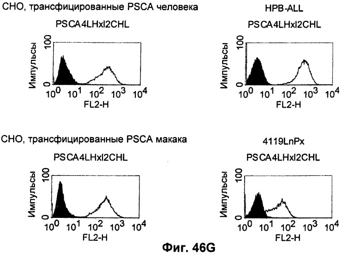 Pscaxcd3, cd19xcd3, c-metxcd3, эндосиалинxcd3, epcamxcd3, igf-1rxcd3 или fap-альфаxcd3 биспецифическое одноцепочечное антитело с межвидовой специфичностью (патент 2547600)