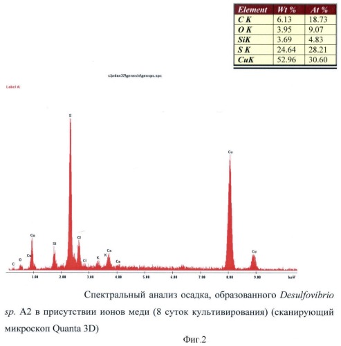 Способ получения ковеллита с использованием сульфатредуцирующих бактерий, устойчивых к меди (патент 2426783)