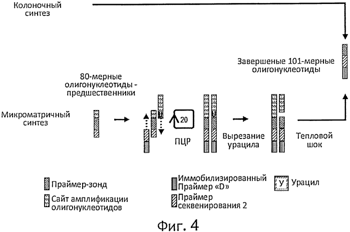 Прямой захват, амплификация и секвенирование днк-мишени с использованием иммобилизированных праймеров (патент 2565550)