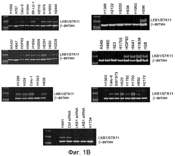 Идентификация мутации lkb1 в качестве прогностического биомаркера чувствительности к ингибиторам tor-киназы (патент 2565034)