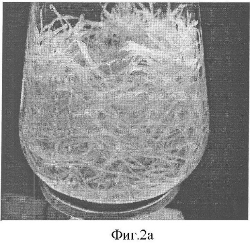 Культура корня hed.th. (hedysarum theinum krasnob.) - продуцент изофлавонов (патент 2360964)