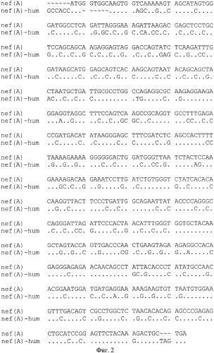 Экспрессионная плазмидная днк pbmc-nef(a)-hum (патент 2335540)