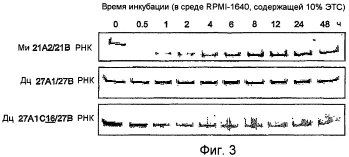 Модифицированная липидом двухцепочечная рнк, обладающая эффектом рнк-интерференции (патент 2489167)