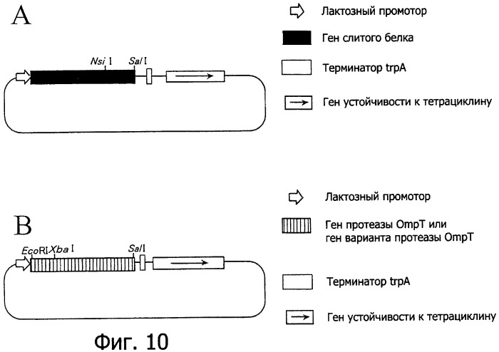 Способ расщепления полипептидов с использованием варианта протеазы оmpт (патент 2395582)