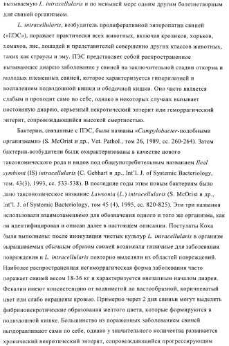 Иммуногенные композиции, содержащие lawsonia intracellularis (патент 2443430)