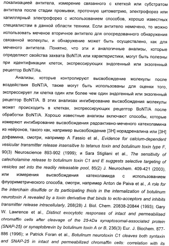 Иммунологические анализы активности ботулинического токсина серотипа а (патент 2491293)