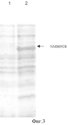 Белок nmb0928 и его применение в фармацевтических композициях (патент 2335505)