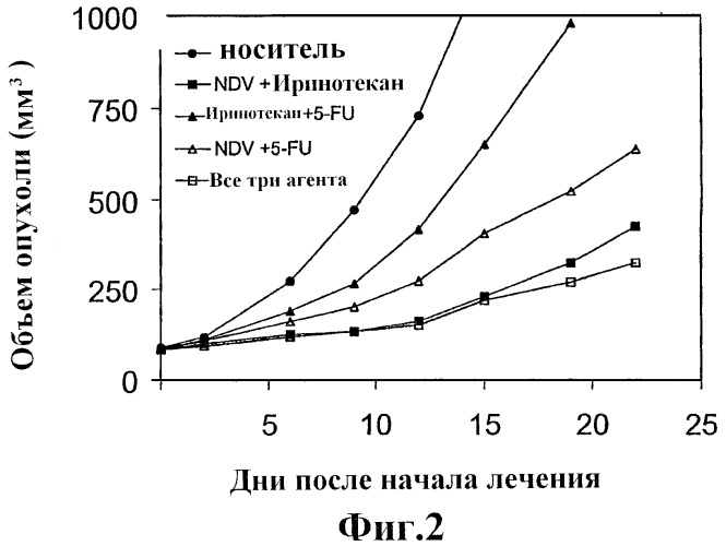 Лечение рака с применением вирусов, фторпиримидинов и камптотецинов (патент 2435586)