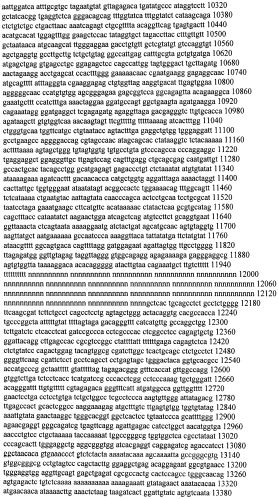 Модуляция экспрессии гентингтина (патент 2562861)