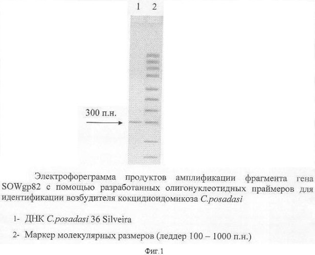 Олигонуклеотидные праймеры для идентификации coccidioides posadasii (патент 2346045)