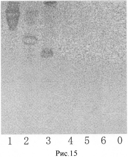 L-фукоза α1→6 специфичный лектин (патент 2524425)