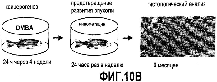 Способ стимуляции регенерации тканей (патент 2480213)