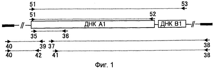 Метаболизирующий гербицид белок, его ген и их применение (патент 2532104)