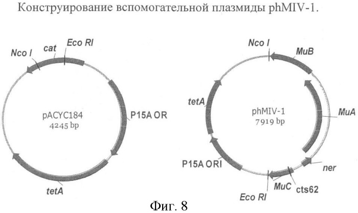 Бактерия, принадлежащая к роду pantoea, - продуцент l-аспартата или метаболита, являющегося производным l-аспартата, и способ получения l-аспартата или метаболита, являющегося производным l-аспартата (патент 2411289)