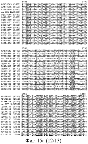 Композиции рекомбинантного cdv и ее применение (патент 2567337)