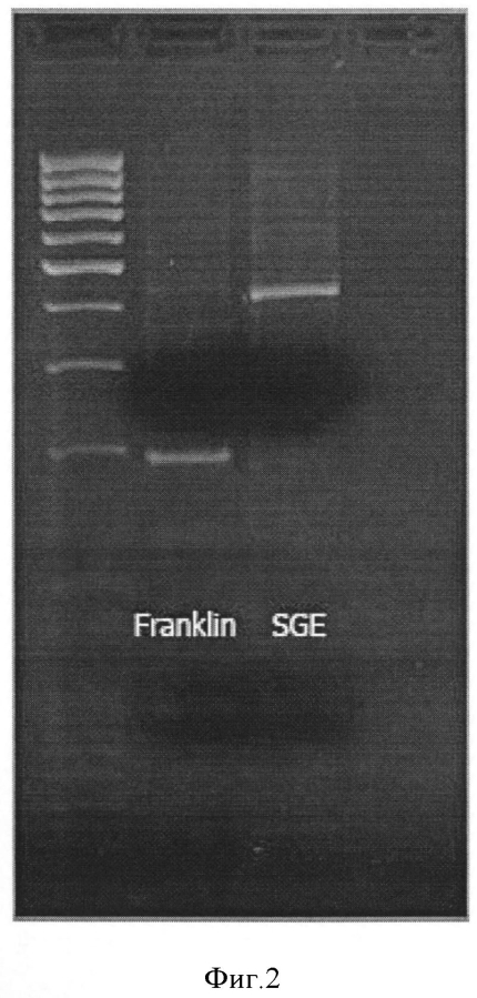 Молекулярный маркер fr_er1 и его использование для селекции новых сортов гороха, устойчивых к мучнистой росе (патент 2593691)