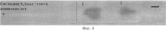 Способ визуализации аминокислот на целлюлозной матрице, средство для его реализации и способ получения средства (патент 2478932)