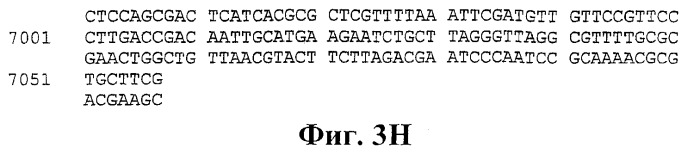 Человеческие антитела против человеческого 4-1вв (cd137) (патент 2376316)