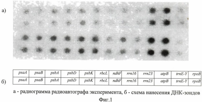 Способ регуляции транскрипции хлоропластных генов ячменя (hordeum vulgare) (патент 2460279)