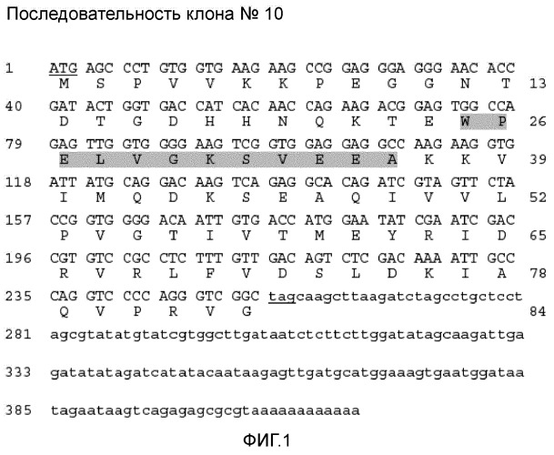 Новые аллергены пшеницы (патент 2502742)