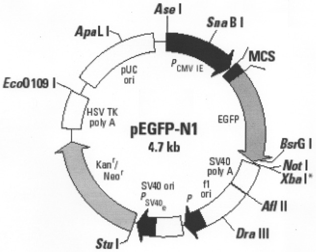 Генетическая конструкция на основе векторной плазмиды pegfp-n1, продуцирующая siphk-ингибиторы репродукции вируса иммунодефицита человека 1 типа (ее варианты) (патент 2324738)