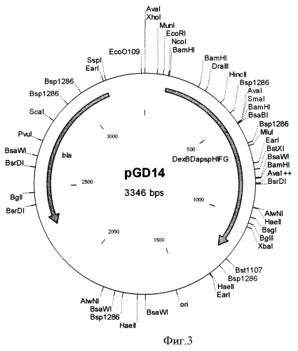 Рекомбинантная плазмидная днк pgd-14, содержащая гибридный ген, включающий нуклеотидную последовательность декстрансвязывающего домена бета-кокков, объединенную с геном гамма-интерферона человека через кислотолабильный спейсер, определяющая биосинтез химерной белковой конструкции дсд(сп)чгиф (патент 2470072)