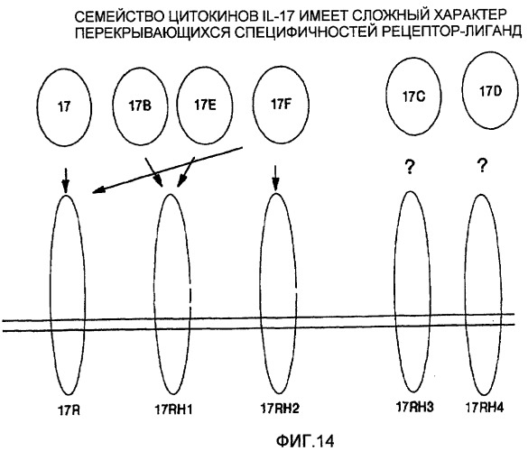 Гетеродимерные полипептиды il-17 a/f и возможности их лечебного применения (патент 2440134)