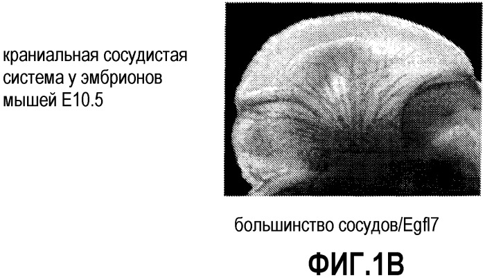 Способы ингибирования ангиогенеза с помощью антагонистов egfl8 (патент 2486200)