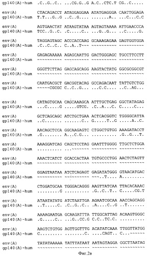 Экспрессионная плазмидная днк pbmc-gp140(a)-hum (патент 2346044)