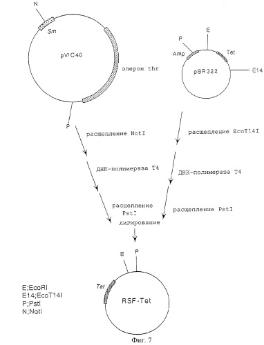 Штамм enterobacter agglomerans, способ получения l-глутаминовой кислоты (варианты) и способ получения микроорганизма для выработки l-глутаминовой кислоты (патент 2261272)