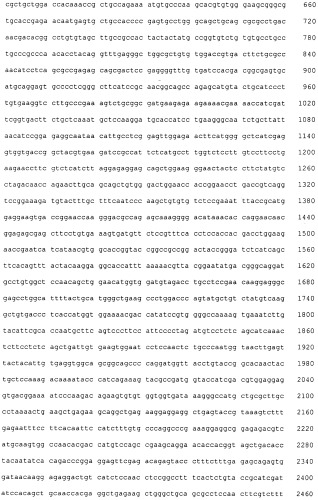 Pscaxcd3, cd19xcd3, c-metxcd3, эндосиалинxcd3, epcamxcd3, igf-1rxcd3 или fap-альфаxcd3 биспецифическое одноцепочечное антитело с межвидовой специфичностью (патент 2547600)