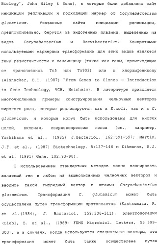 Гены corynebacterium glutamicum, кодирующие белки метаболических путей (патент 2306339)