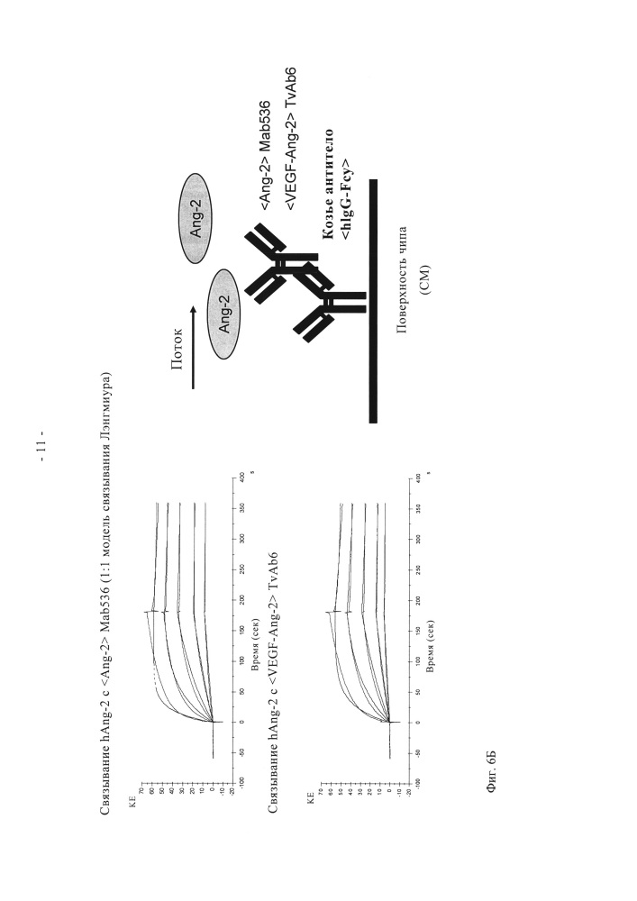 Биспецифические анти-vegf/анти-ang-2 антитела (патент 2640253)