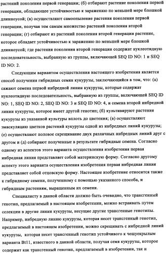 Вариант кукурузы mir604 (патент 2351122)