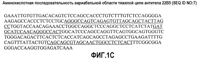 Антитела против альфа5-бета 1 и их применение (патент 2528736)