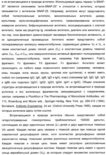 Иммунологические анализы активности ботулинического токсина серотипа а (патент 2491293)