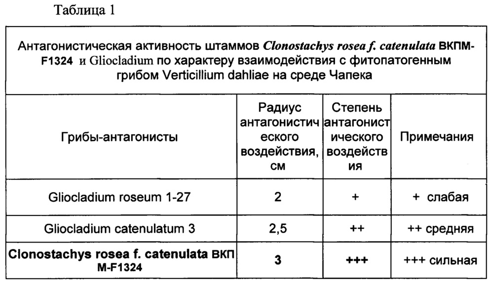 Штамм микроорганизма clonostachys rosea f. catenulata в качестве биофунгицида, стимулятора роста растений и продуцента метаболитов для сельскохозяйственного применения (патент 2644338)