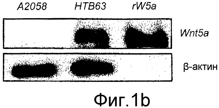 Применение производных пептида wnt5-a для лечения меланомы и рака желудка (патент 2517190)