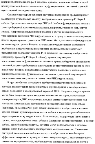 Способы и композиции для экспрессии антисмысловой вирусной рнк в клетках собаки (патент 2457250)
