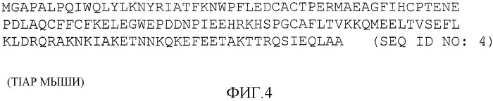 Днк-вакцины против опухолевого роста и способы их применения (патент 2343195)