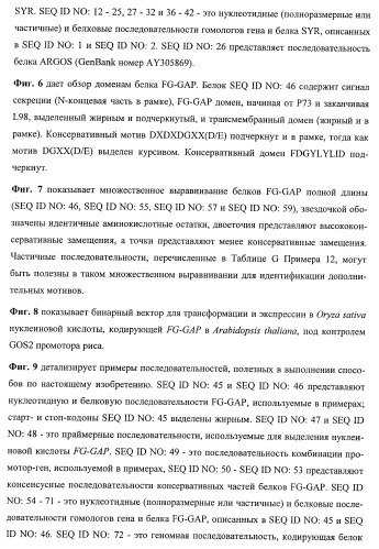 Растения, имеющие улучшенные характеристики роста, и способы их получения (патент 2463352)